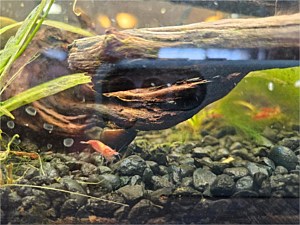 Red Shrimp
